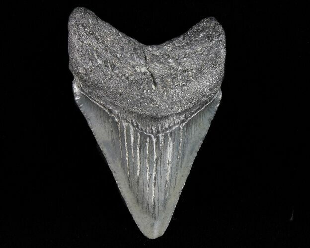 Juvenile Megalodon Tooth - South Carolina #74203